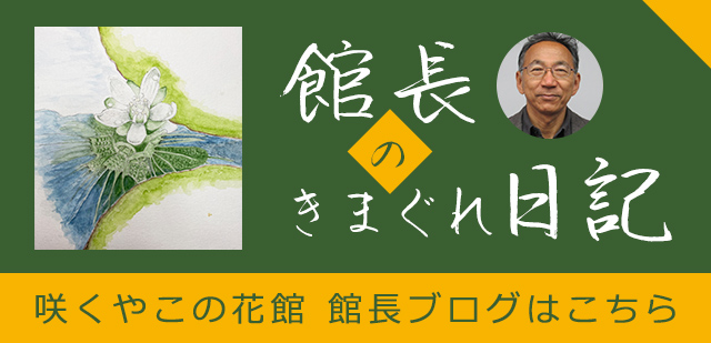 タビビトノキ | 大阪の植物園-咲くやこの花館- タビビトノキ | 大阪の植物園-咲くやこの花館-