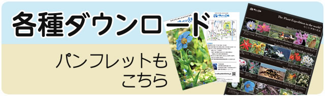 入鹿＜いるか＞（ステノケレウス・エルカ） | 大阪の植物園-咲く