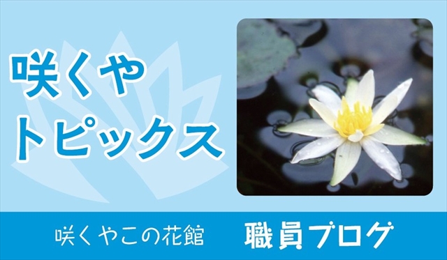 オリヅルスミレ | 大阪の植物園-咲くやこの花館－