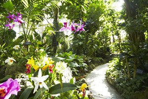 Humid Tropical Plant House