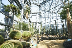 仙人掌・多肉植物室