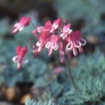 Alpines in Japan