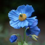 Himalayan Blue Poppies