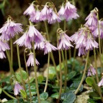 Alpines in the European Alps