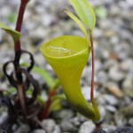 恐ろしい食虫植物たち