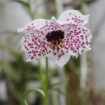 高山植物の宝庫　ヒマラヤ＆中国の高山植物