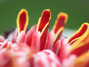 Etlingera elatior110703_l