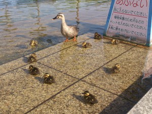 karugamo20130517_l