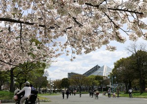 sakura_1