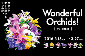 wonderful_orchids2016
