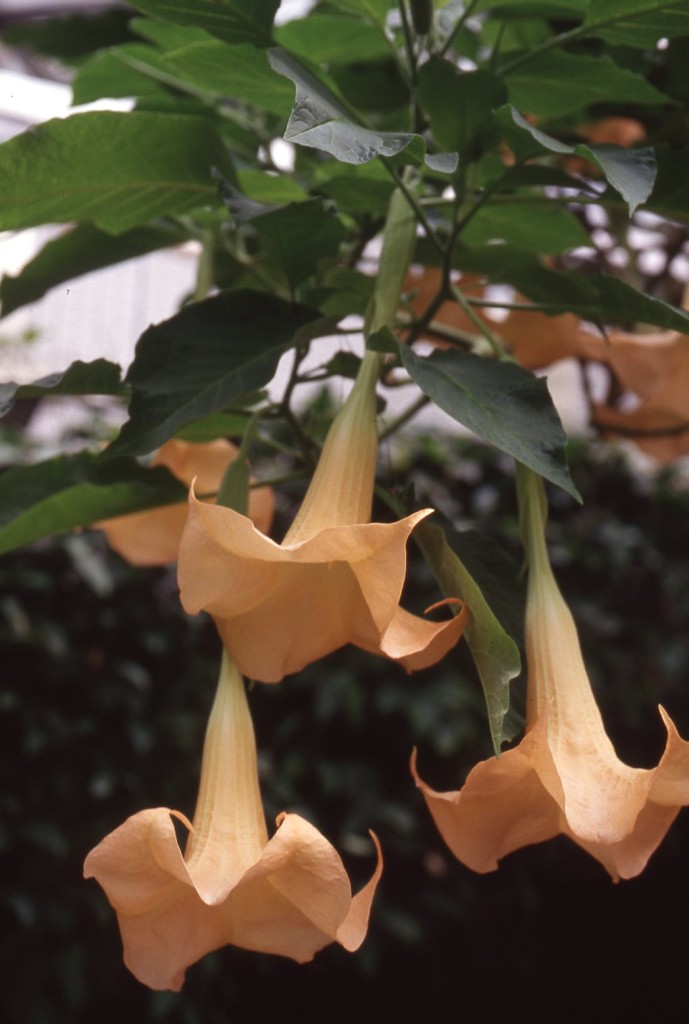 身近にある毒 大阪の植物園 咲くやこの花館