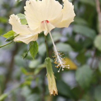 植物図鑑 大阪の植物園 咲くやこの花館