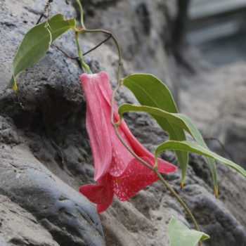 植物図鑑 大阪の植物園 咲くやこの花館