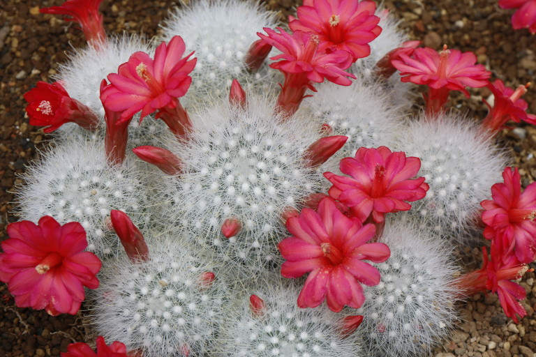 マミラリア セニリス ゲッキュウデン 月宮殿 大阪の植物園 咲くやこの花館