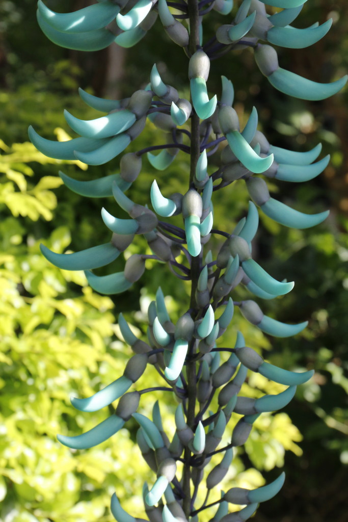 ヒスイカズラ Jade Vine 大阪の植物園 咲くやこの花館