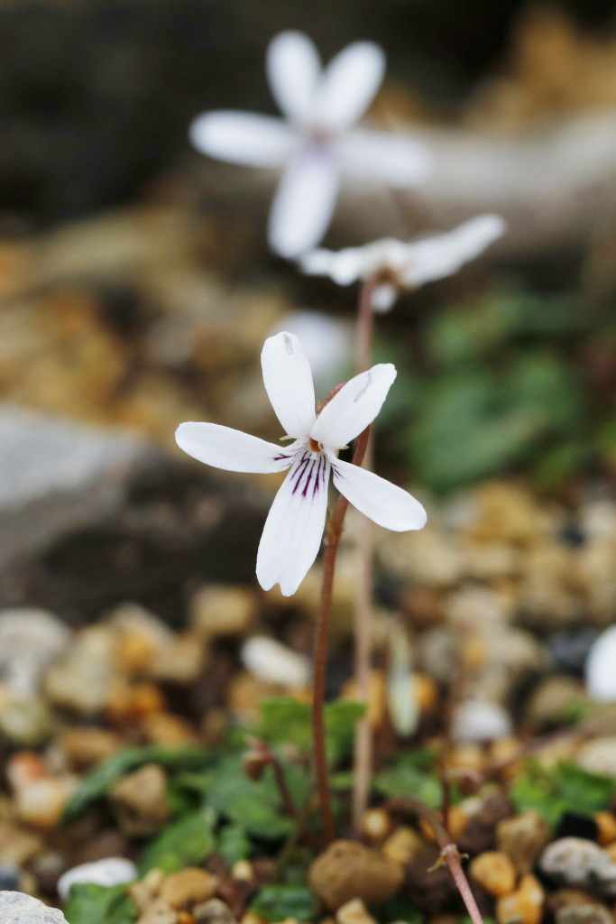 オリヅルスミレ 大阪の植物園 咲くやこの花館