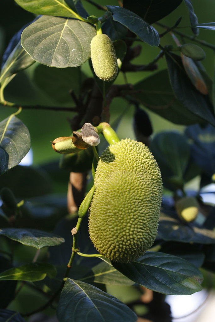 パラミツ ジャックフルーツ ナガミパンノキ 大阪の植物園 咲くやこの花館