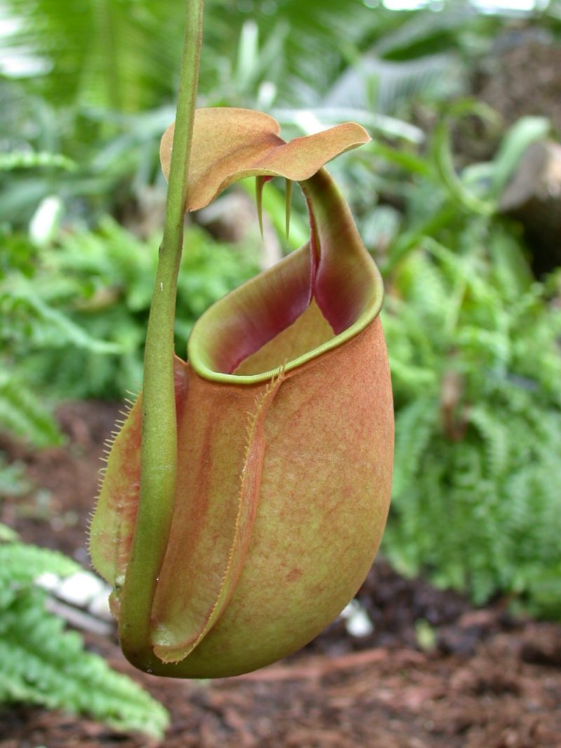 イメージカタログ トップ 花びら を 食べる 虫