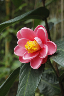 カイドウツバキ ハイドンツバキ 大阪の植物園 咲くやこの花館