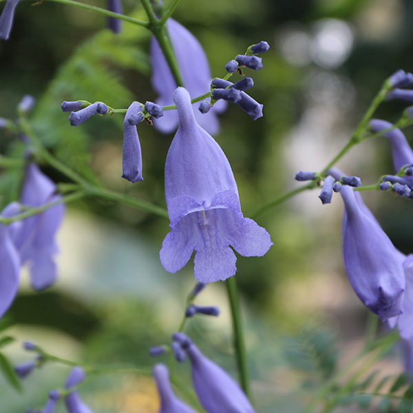 ジャカランダ プベルラ カローバ 大阪の植物園 咲くやこの花館