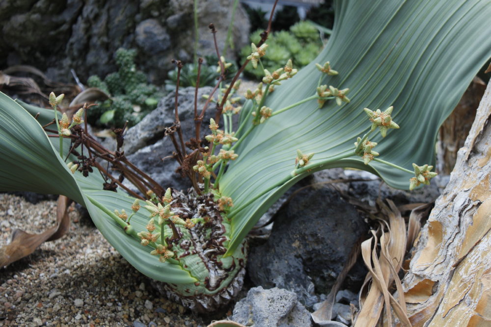 キソウテンガイ 和名 サバクオモト 大阪の植物園 咲くやこの花館