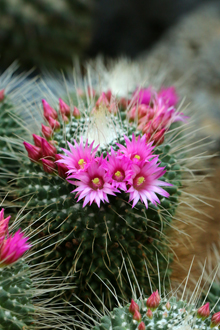 マミラリア スピノシシマ ピコ ショウジョウマル猩々丸 ピコ 大阪の植物園 咲くやこの花館