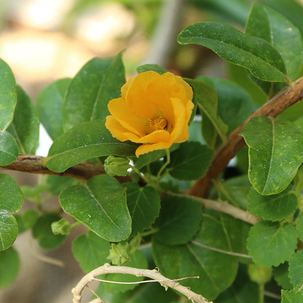 イリマ 大阪の植物園 咲くやこの花館