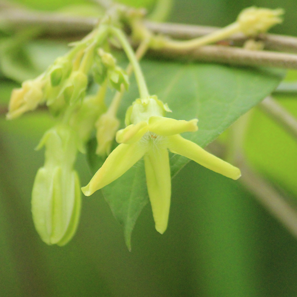 イエライシャン 夜来香 大阪の植物園 咲くやこの花館