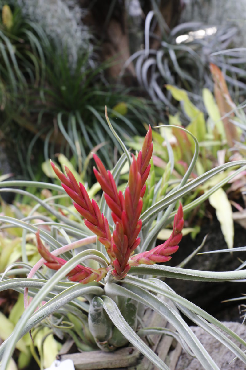 エアプランツとカラーリーフプランツ展 大阪の植物園 咲くやこの花館