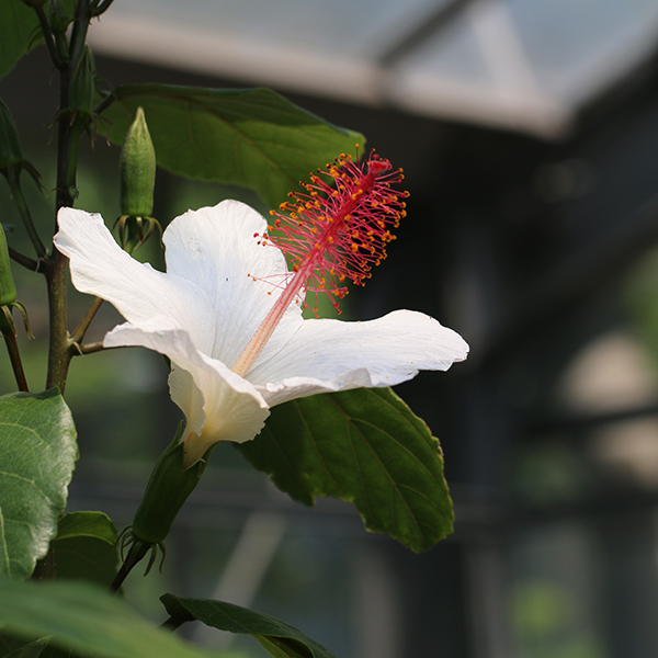 ヒビスクス ワイメアエ 大阪の植物園 咲くやこの花館