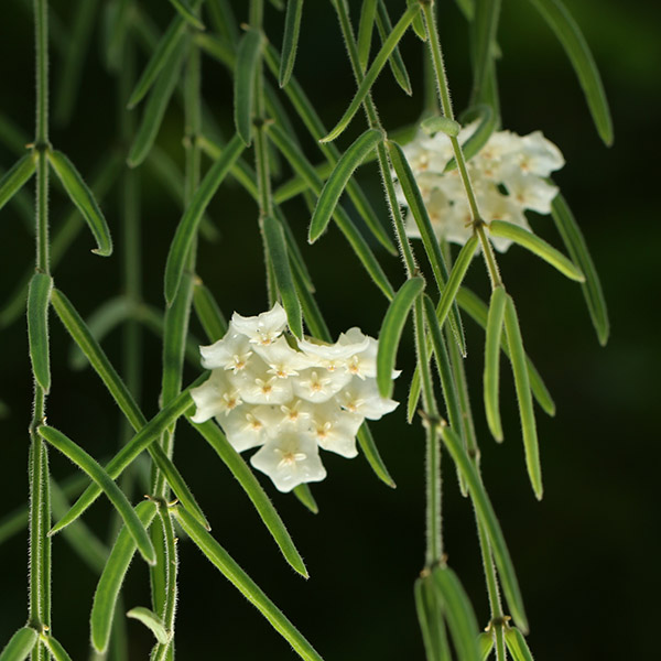 ホヤ リネアリス 大阪の植物園 咲くやこの花館