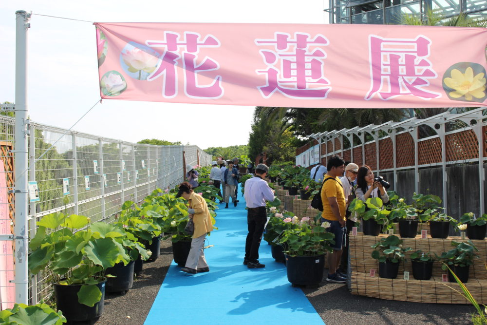 早朝観覧花蓮展