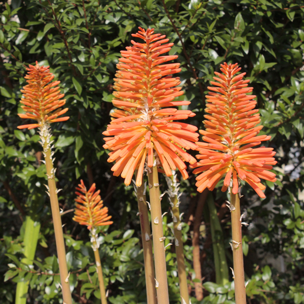 トリトマ クニフォフィア クリスマスチアー 大阪の植物園 咲くやこの花館