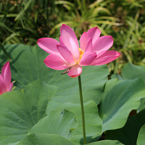 オーストラリア原産の野生ハス 大阪の植物園 咲くやこの花館