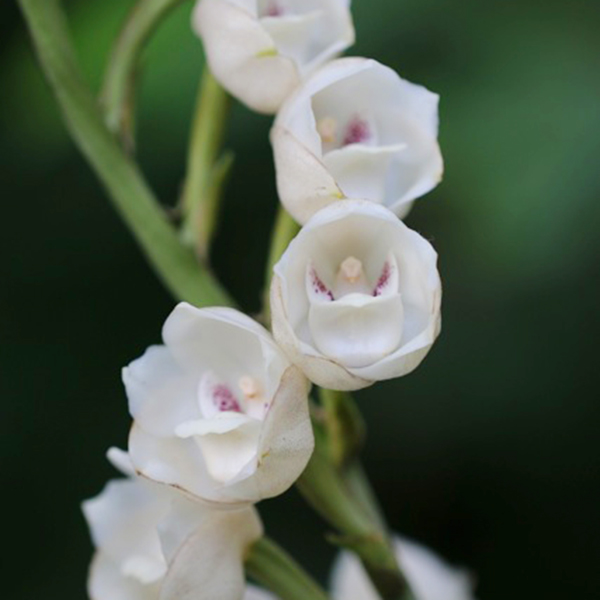 ぺリステリア エラタ ダブオーキッド ハトラン 大阪の植物園 咲くやこの花館
