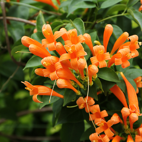 カエンカズラ 大阪の植物園 咲くやこの花館