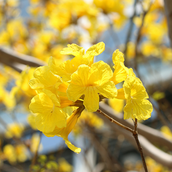 タベブイア クリソトリカ コガネノウゼン イペー 大阪の植物園 咲くやこの花館