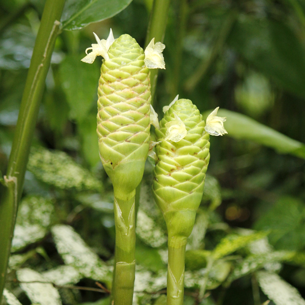 シャンプージンジャー 大阪の植物園 咲くやこの花館