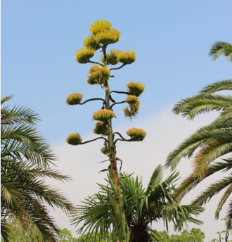 アガヴェ サルミアナ フェロクス 大阪の植物園 咲くやこの花館