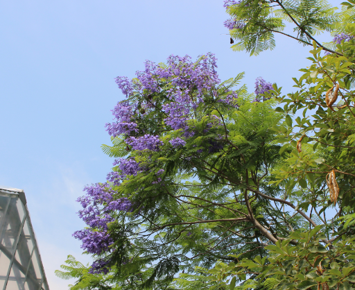 ジャカランダの開花情報 6月27日現在 大阪の植物園 咲くやこの花館