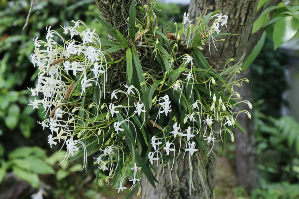 見事に咲いたフウランとナゴラン 大阪の植物園 咲くやこの花館