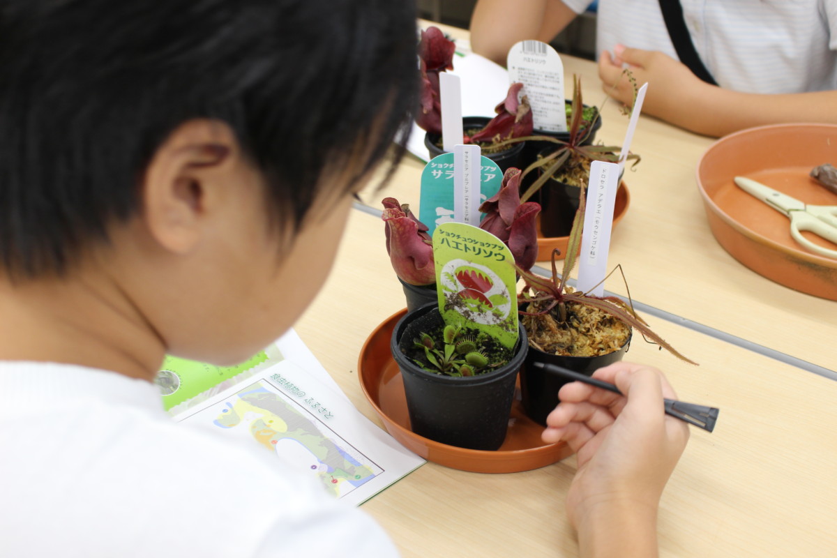 食虫植物観察教室4