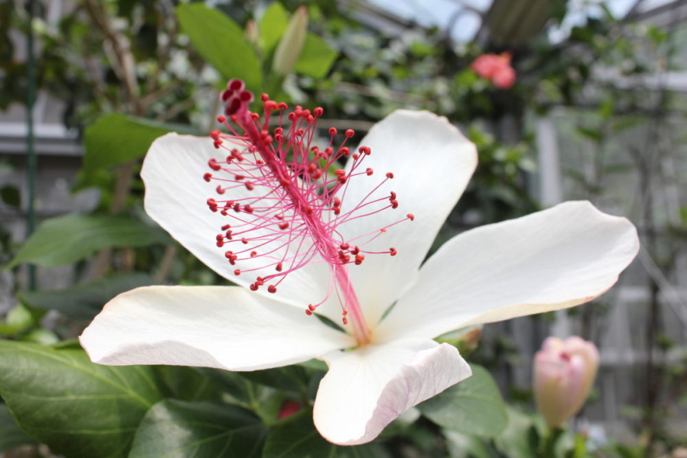 ハワイの植物展 Mohala O Mea Kanu 植物が咲く 大阪の植物園 咲くやこの花館