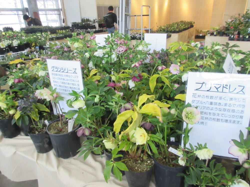 いよいよ開催 クリスマスローズ 原種シクラメン 山野草展示販売会 大阪の植物園 咲くやこの花館