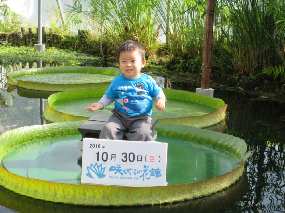 オオオニバス試乗体験のお知らせ 大阪の植物園 咲くやこの花館