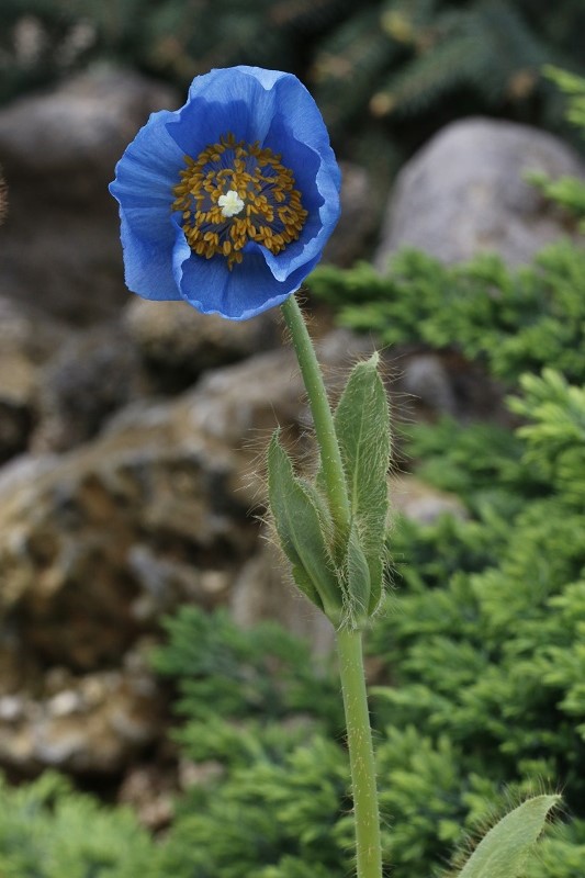 ヒマラヤの青いケシ メコノプシス が開花 大阪の植物園 咲くやこの花館