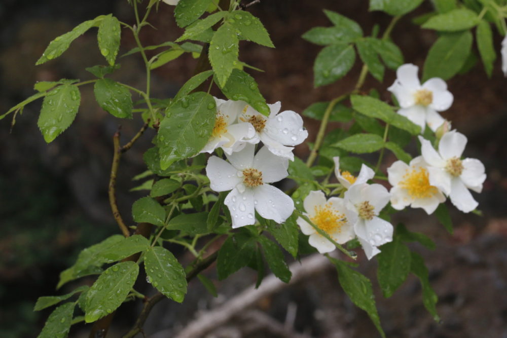 ジャコウバラ 麝香薔薇 ムスクローズ 大阪の植物園 咲くやこの花館