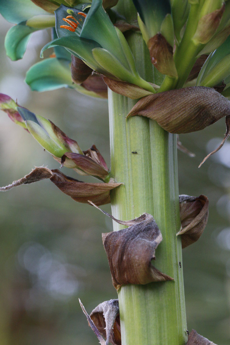 メタリックグリーンの花の美しいアンデスのパイナップル科植物 大阪の植物園-咲くやこの花館- 1882年の植物画 アラビス・アルペストリス pl.38