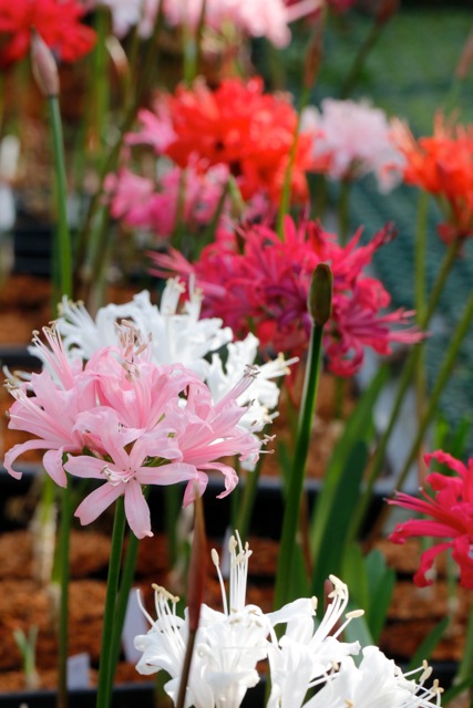 ダイヤモンドリリーと秋の山野草販売会 大阪の植物園 咲くやこの花館