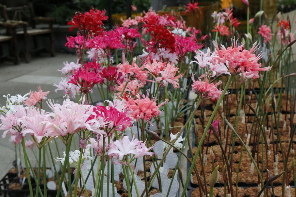 ダイヤモンドリリーと原種シクラメンが集合 大阪の植物園 咲くやこの花館